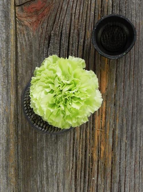 VORAGINE  GREEN CARNATIONS